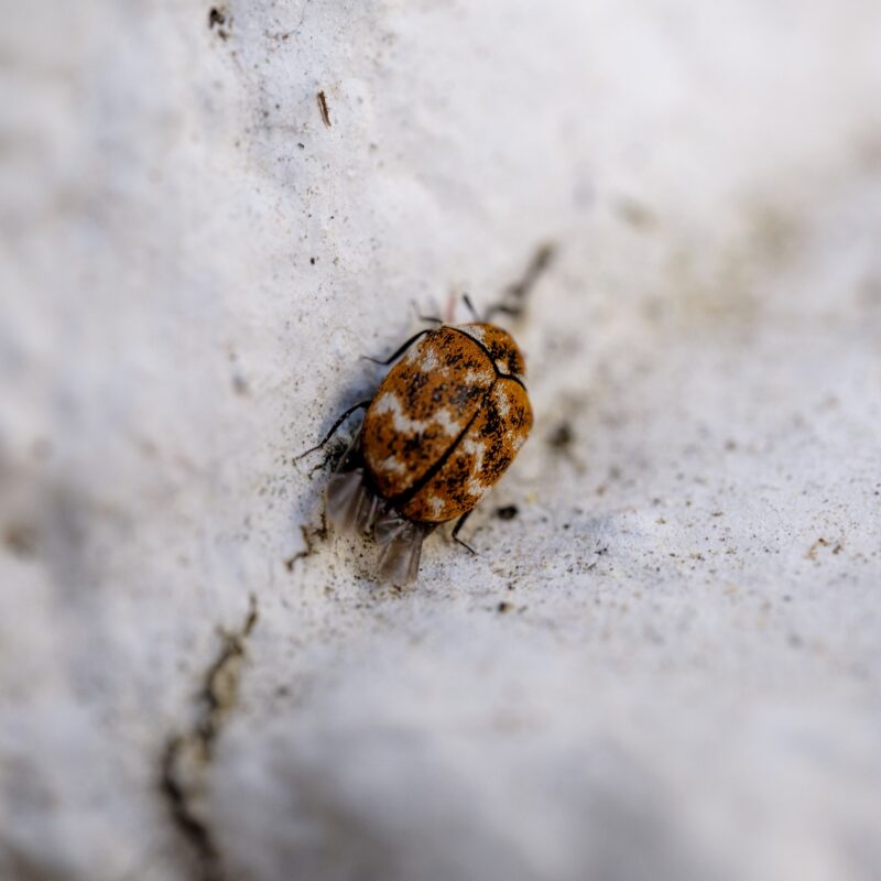 Una garrapata en una piedra