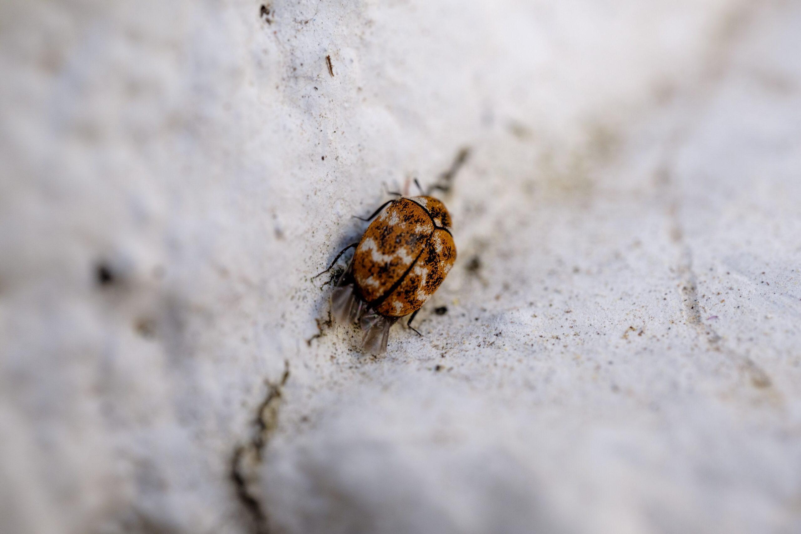 Una garrapata en una piedra
